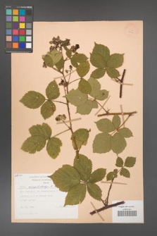 Rubus camptostachys [KOR 28000]