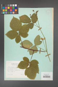 Rubus camptostachys [KOR 23896]