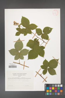Rubus camptostachys [KOR 31136]