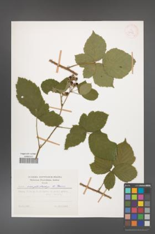 Rubus camptostachys [KOR 31134]