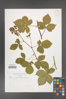 Rubus camptostachys [KOR 30513]