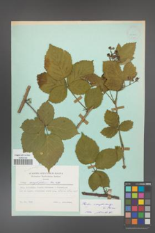 Rubus camptostachys [KOR 23900]
