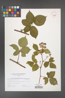 Rubus camptostachys [KOR 44689]