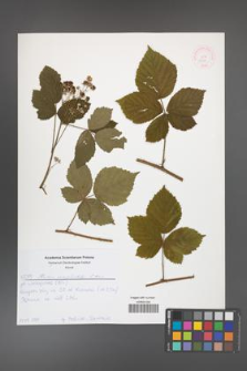 Rubus camptostachys [KOR 52654]