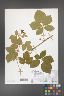 Rubus camptostachys [KOR 50090]
