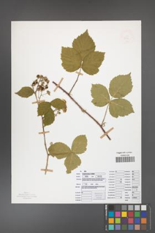 Rubus camptostachys [KOR 50092]