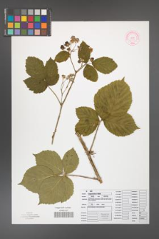 Rubus camptostachys [KOR 50094]