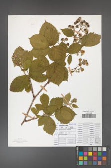 Rubus camptostachys [KOR 50096]