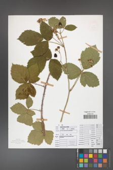 Rubus camptostachys [KOR 50101]