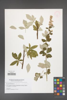 Rubus canescens [KOR 47932]