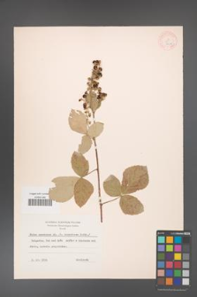 Rubus canescens [KOR 18517]