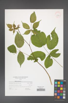 Rubus canadensis [KOR 40885]