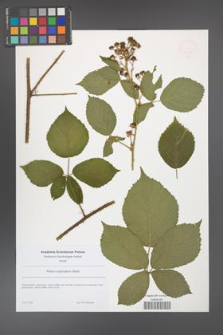 Rubus capitulatus [KOR 49069]
