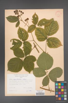 Rubus capitulatus [KOR 31148]
