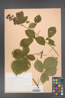 Rubus capitulatus [KOR 28004]
