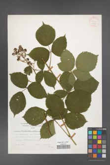 Rubus capitulatus [KOR 24780]