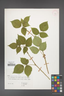 Rubus capitulatus [KOR 29926]