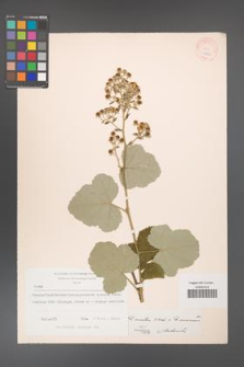 Rubus [KOR 18553]
