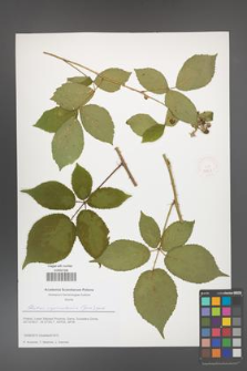 Rubus capricollensis [KOR 51647]