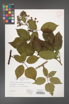 Rubus capricollensis [KOR 39957]