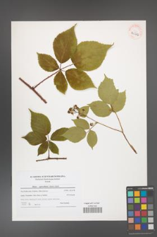 Rubus capricollensis [KOR 40686]