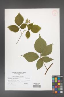 Rubus capricollensis [KOR 40632]