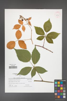Rubus capricollensis [KOR 42011]