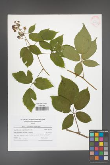 Rubus capricollensis [KOR 41615a]