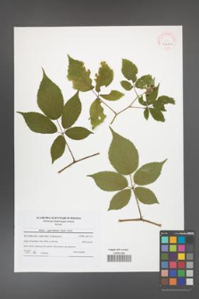 Rubus capricollensis [KOR 41606a]