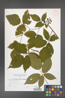 Rubus capricollensis [KOR 38939]