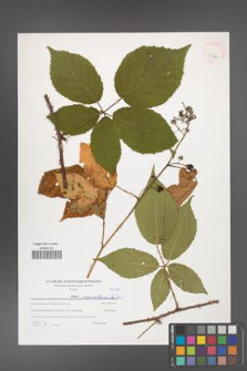 Rubus capricollensis [KOR 39789]