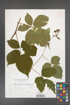 Rubus capricollensis [KOR 39748]