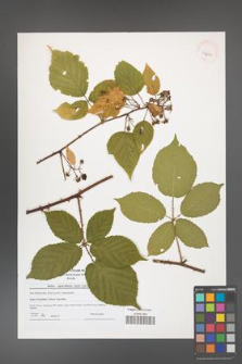 Rubus capricollensis [KOR 40965]
