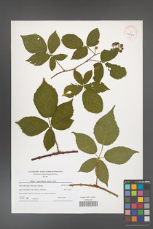 Rubus capricollensis [KOR 40942]