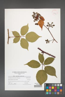 Rubus capricollensis [KOR 40956]