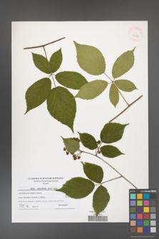 Rubus capricollensis [KOR 40625]