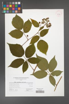 Rubus capricollensis [KOR 42807]
