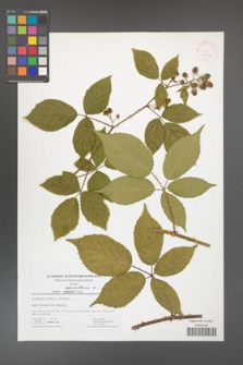 Rubus capricollensis [KOR 41432]