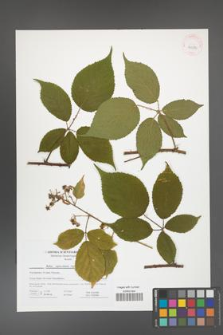 Rubus capricollensis [KOR 41672]