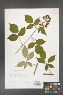 Rubus centrobohemicus [KOR 29535]