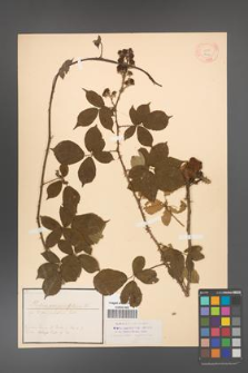 Rubus carpinifolius [KOR 18421]