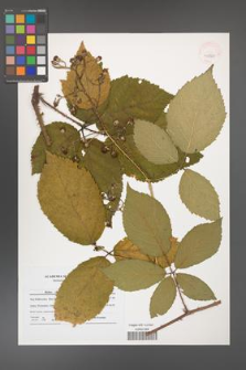 Rubus chaerophylloides [KOR 40880]