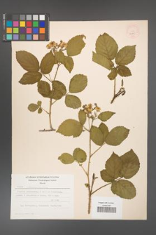 Rubus chaerophylloides [KOR 52585]