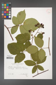 Rubus chaerophylloides [KOR 39906]