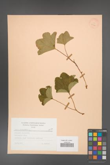 Rubus chamaemorus [KOR 23444]
