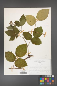 Rubus chaerophylloides [KOR 50479]