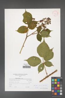 Rubus clusii [KOR 38968]