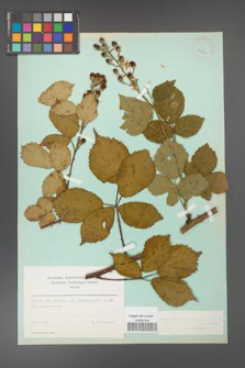Rubus constrictus [KOR 23694]