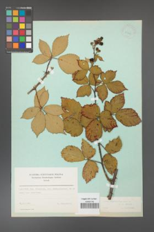 Rubus constrictus [KOR 23701]