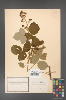 Rubus conspicus [KOR 18436]